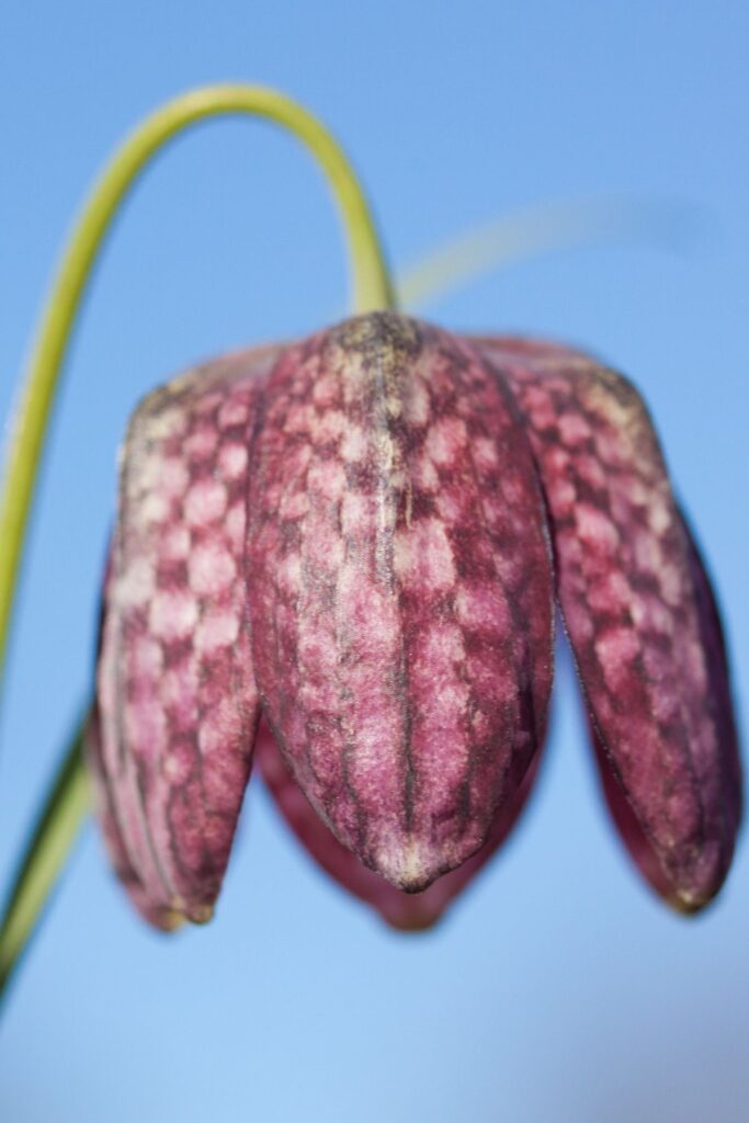 Fritillaria