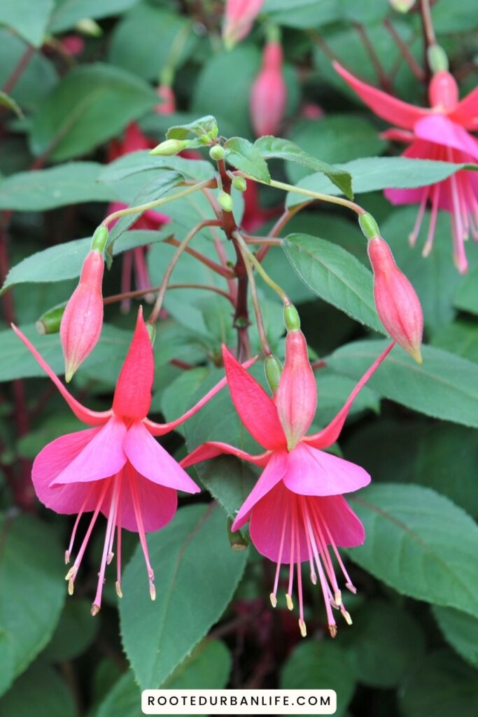 Fuchsia
