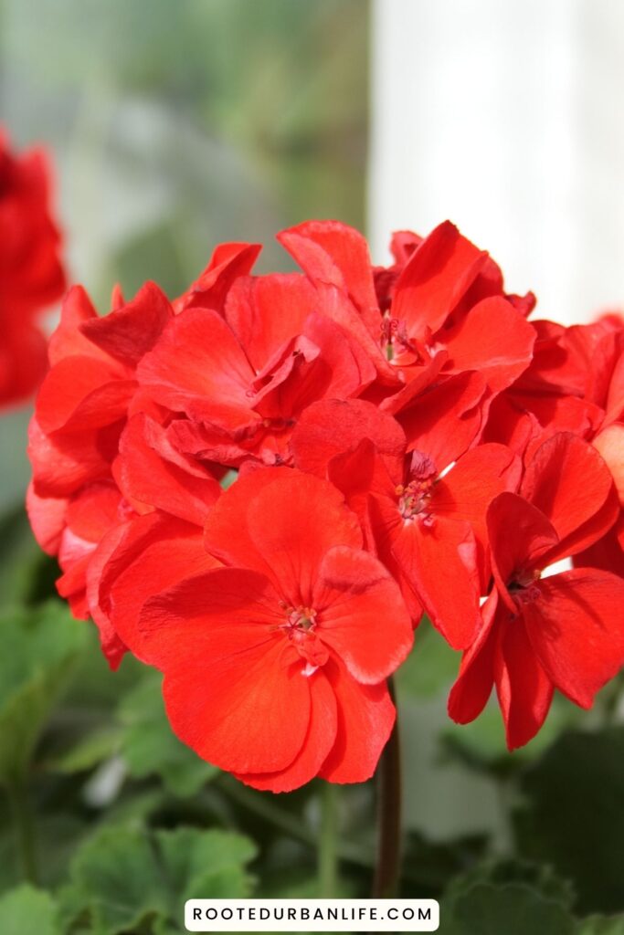 Red geraniums
