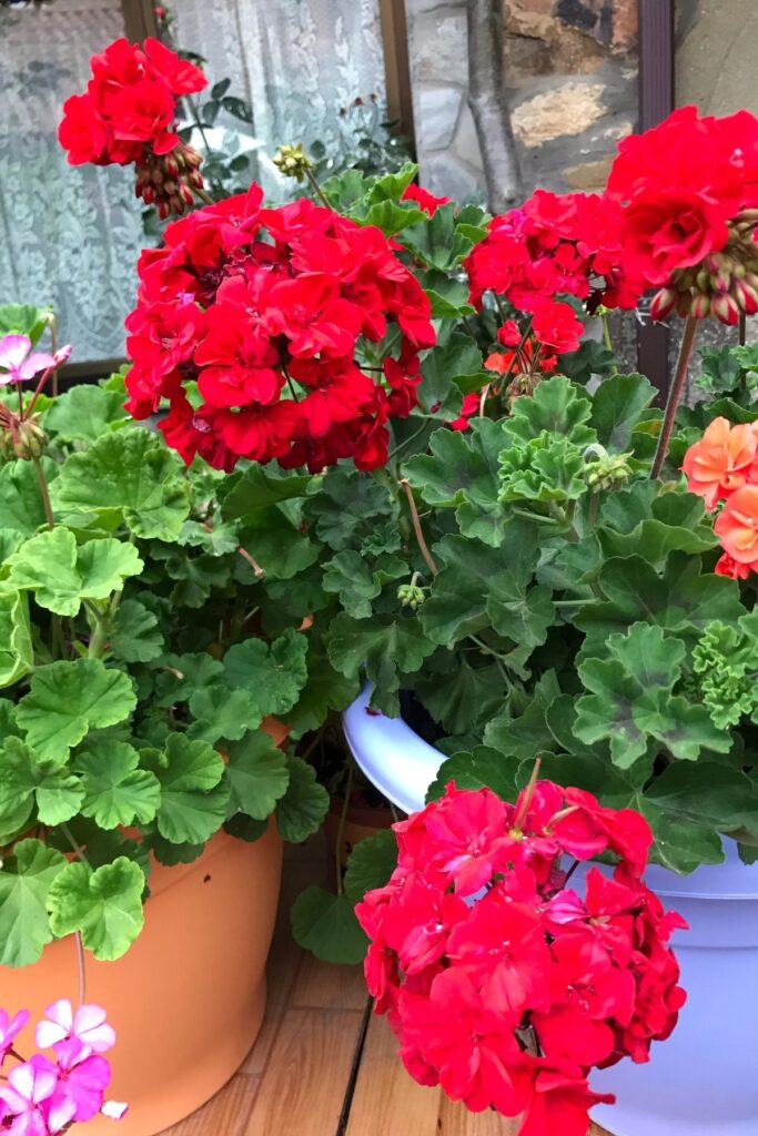 Red geraniums
