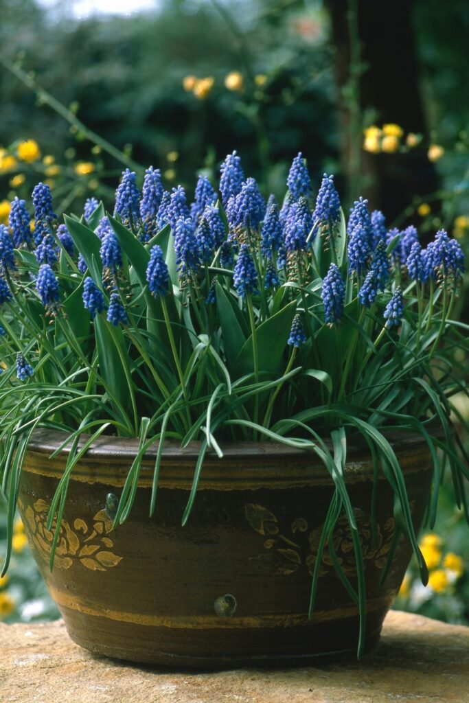 Potted grape hyacinths