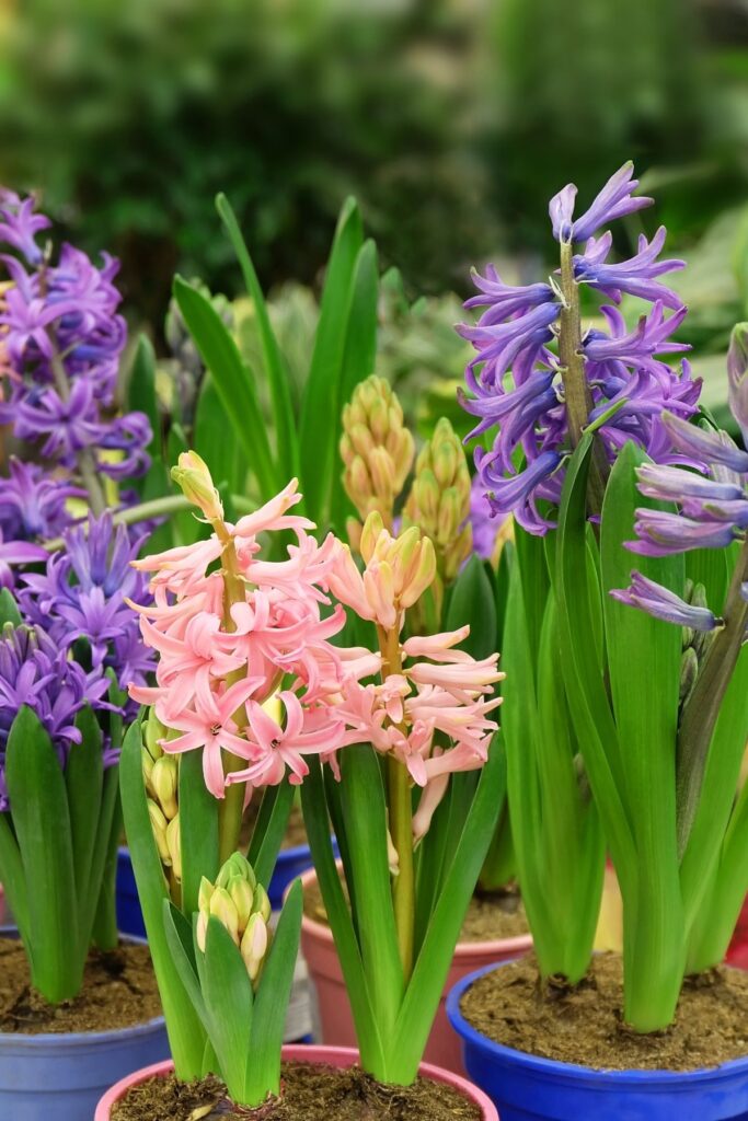 Pink and purple hyacinths in pots