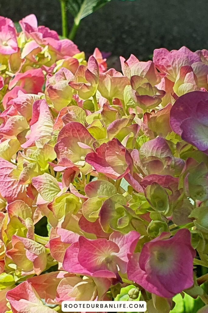 Hydrangea