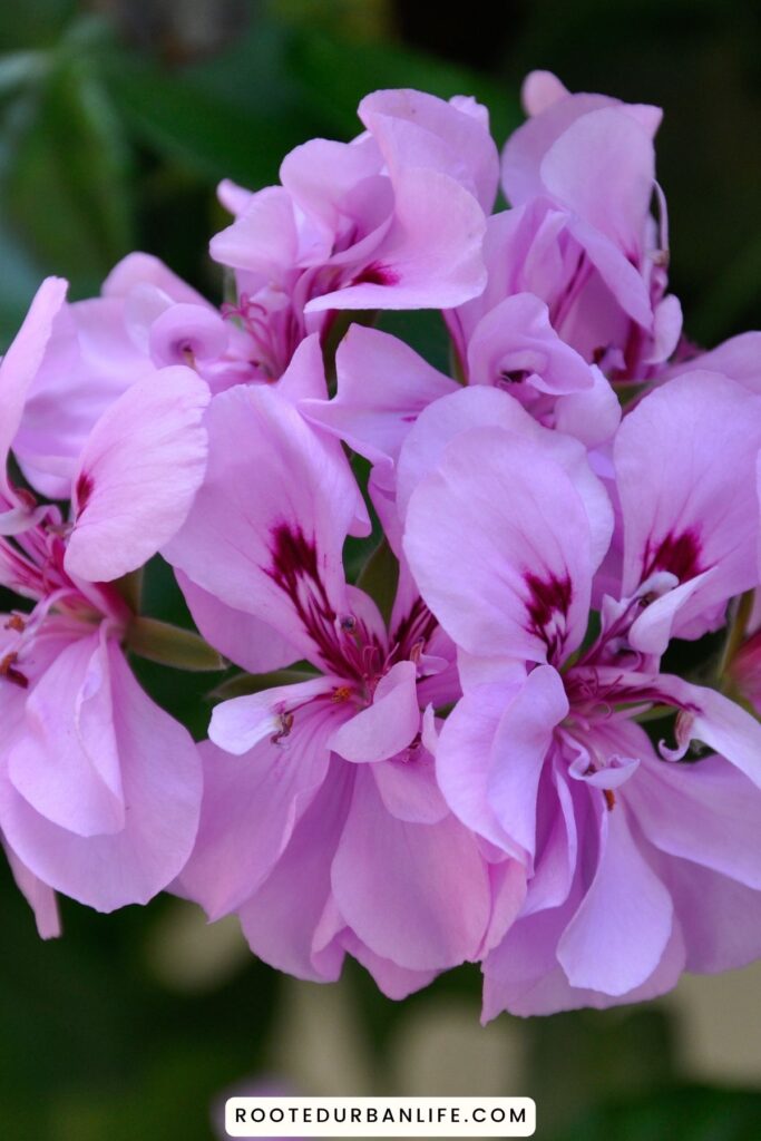 Pink impatients