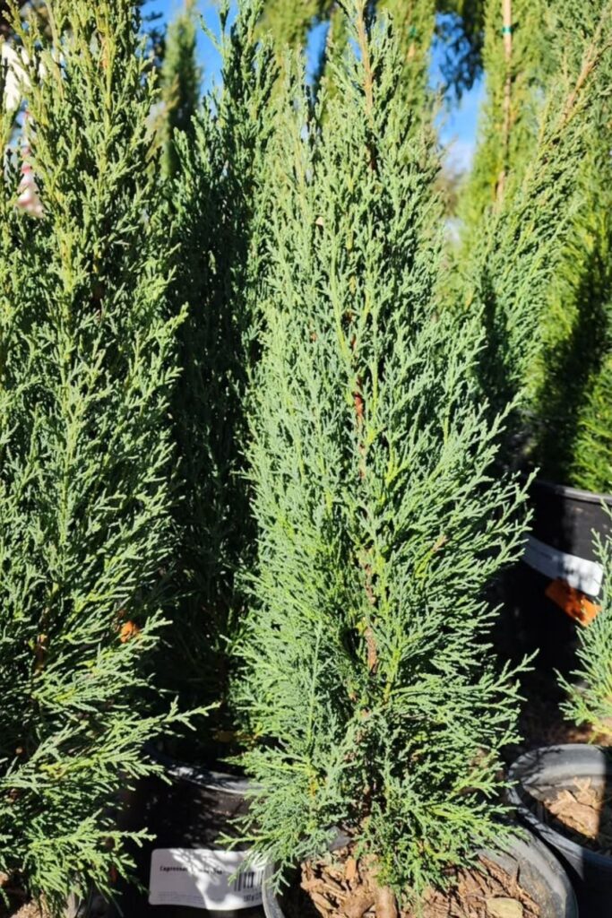 italian cypress