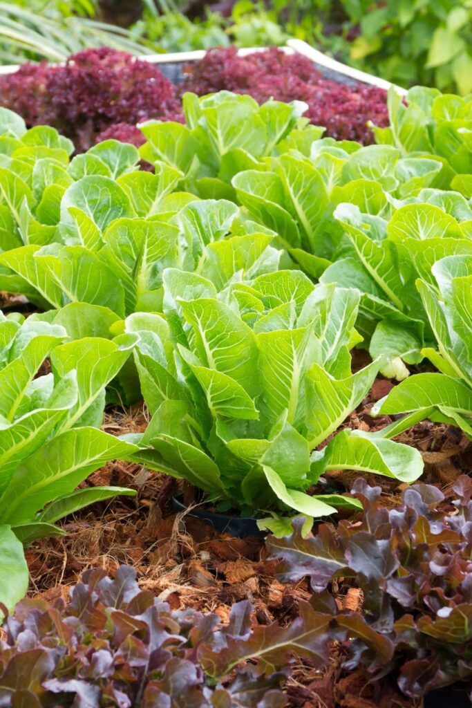 Lettuce
