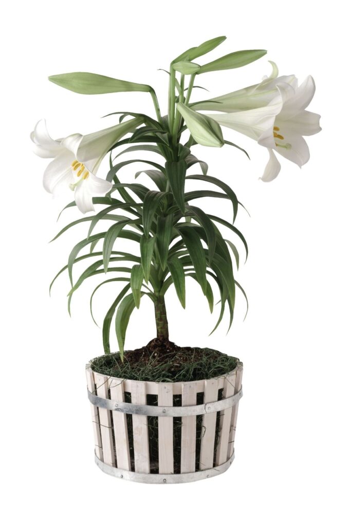 White lily in a pot