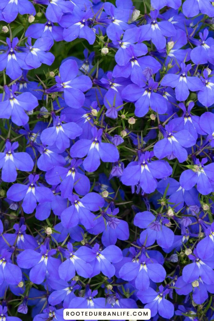 Lobelia