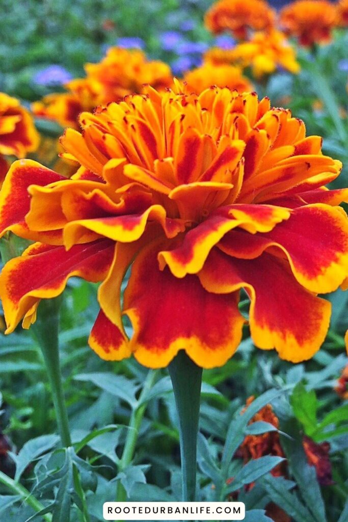 Red and yellow marigold