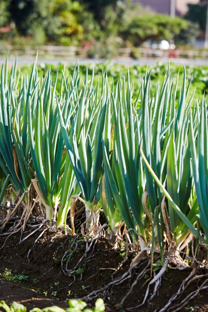 Onions