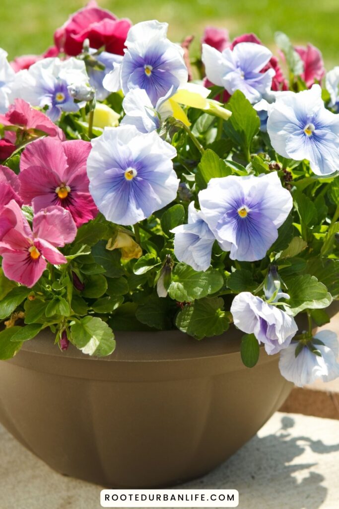 Potted pansies