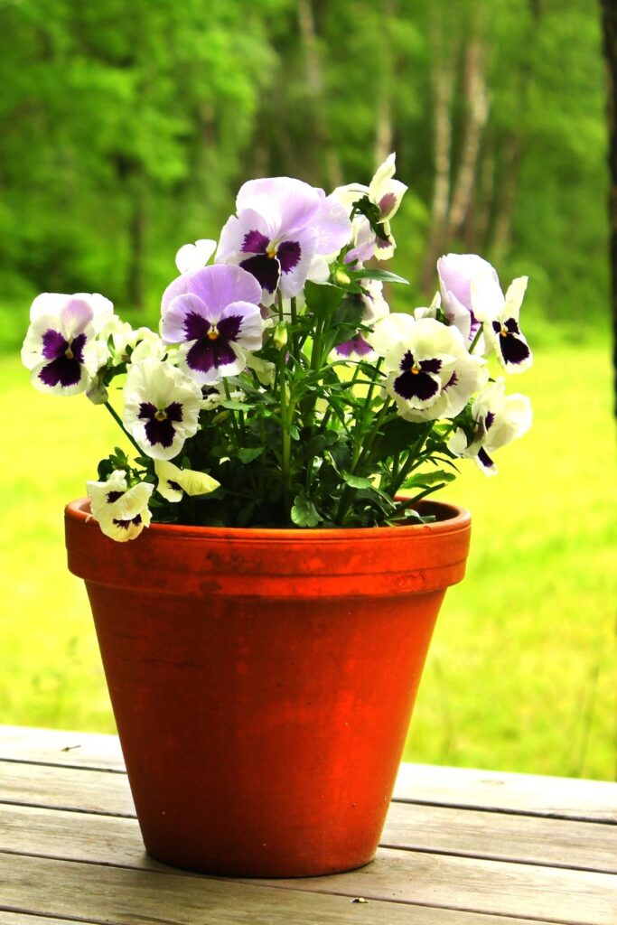 Potted pansies purple and white