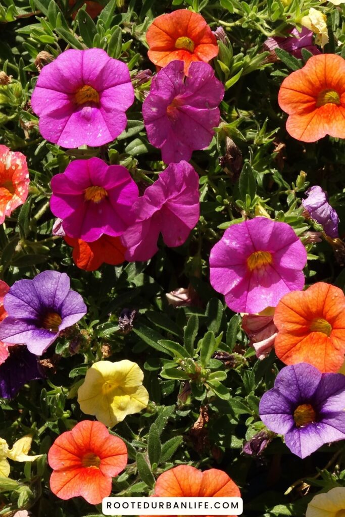 Multi colored petunias