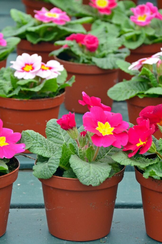 Red and white potted primroses