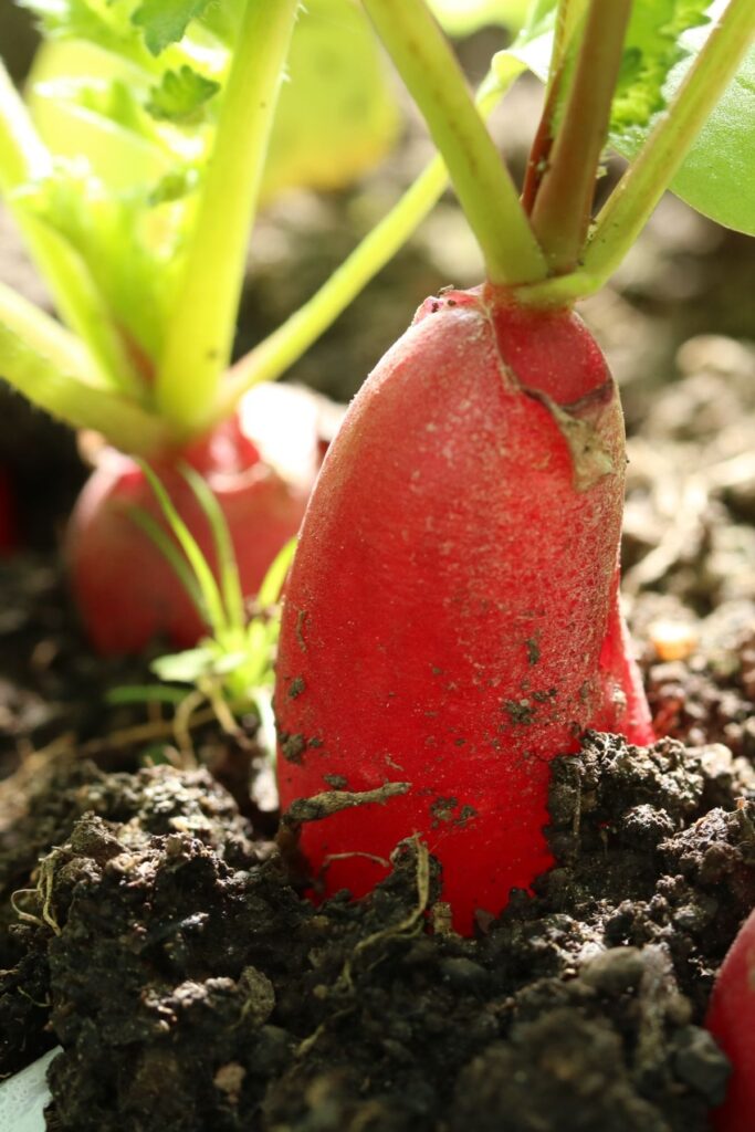 Radishes