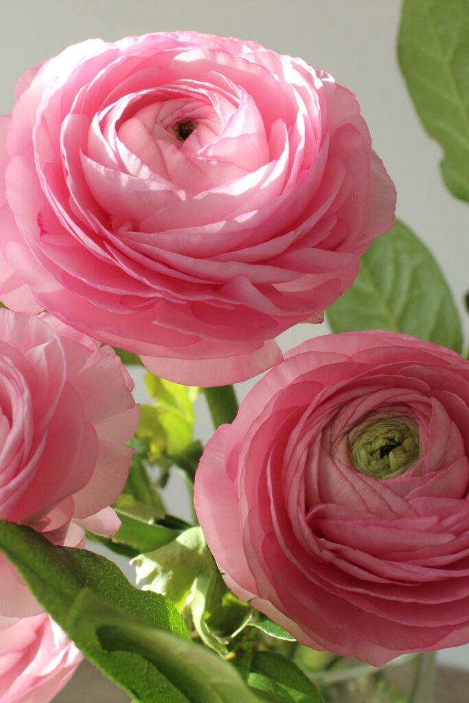Pink ranunculus