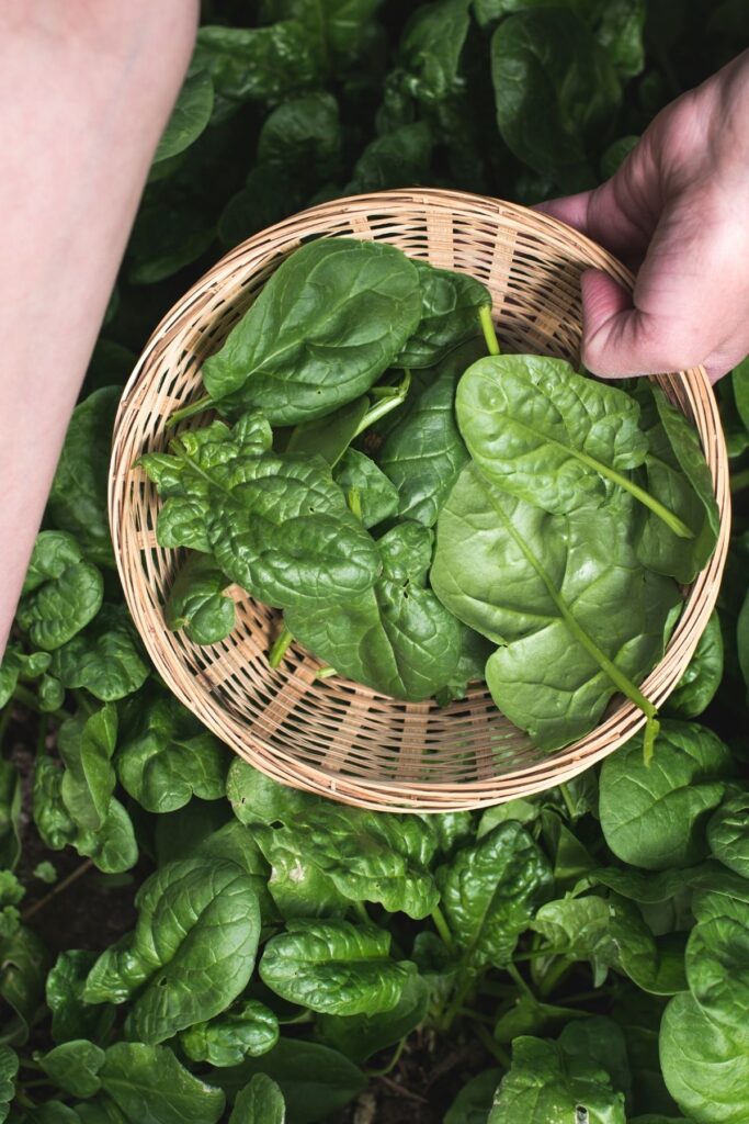Spinach being harvested in a basket