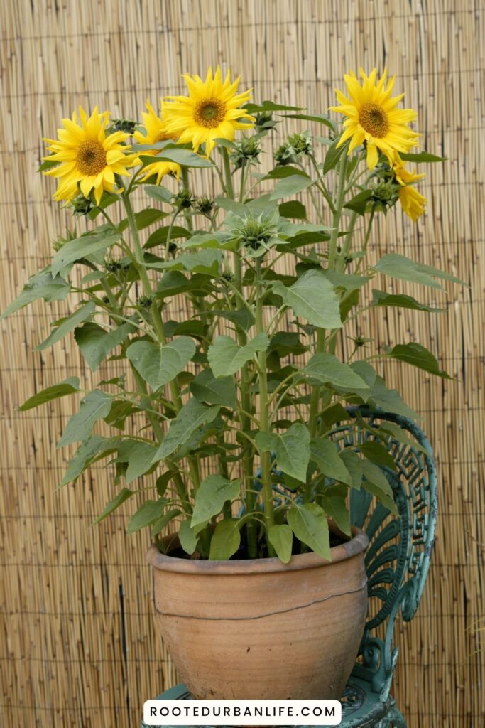 Potted dwarf sunflower