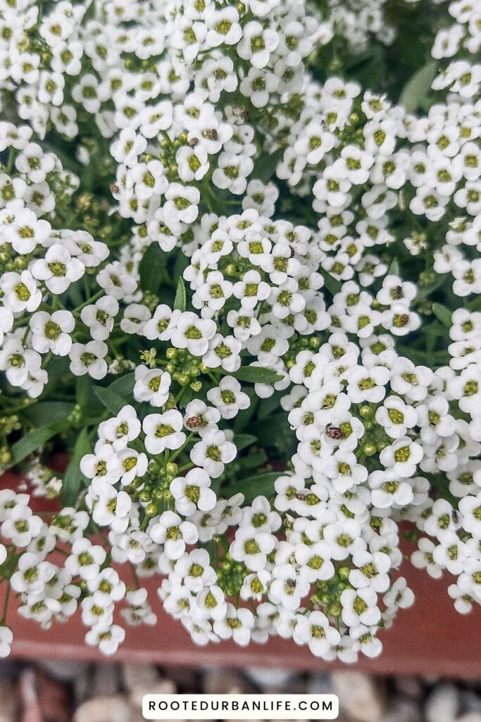 Sweet Alyssum