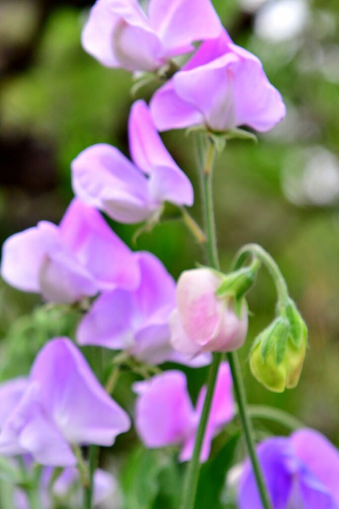 Sweet peas