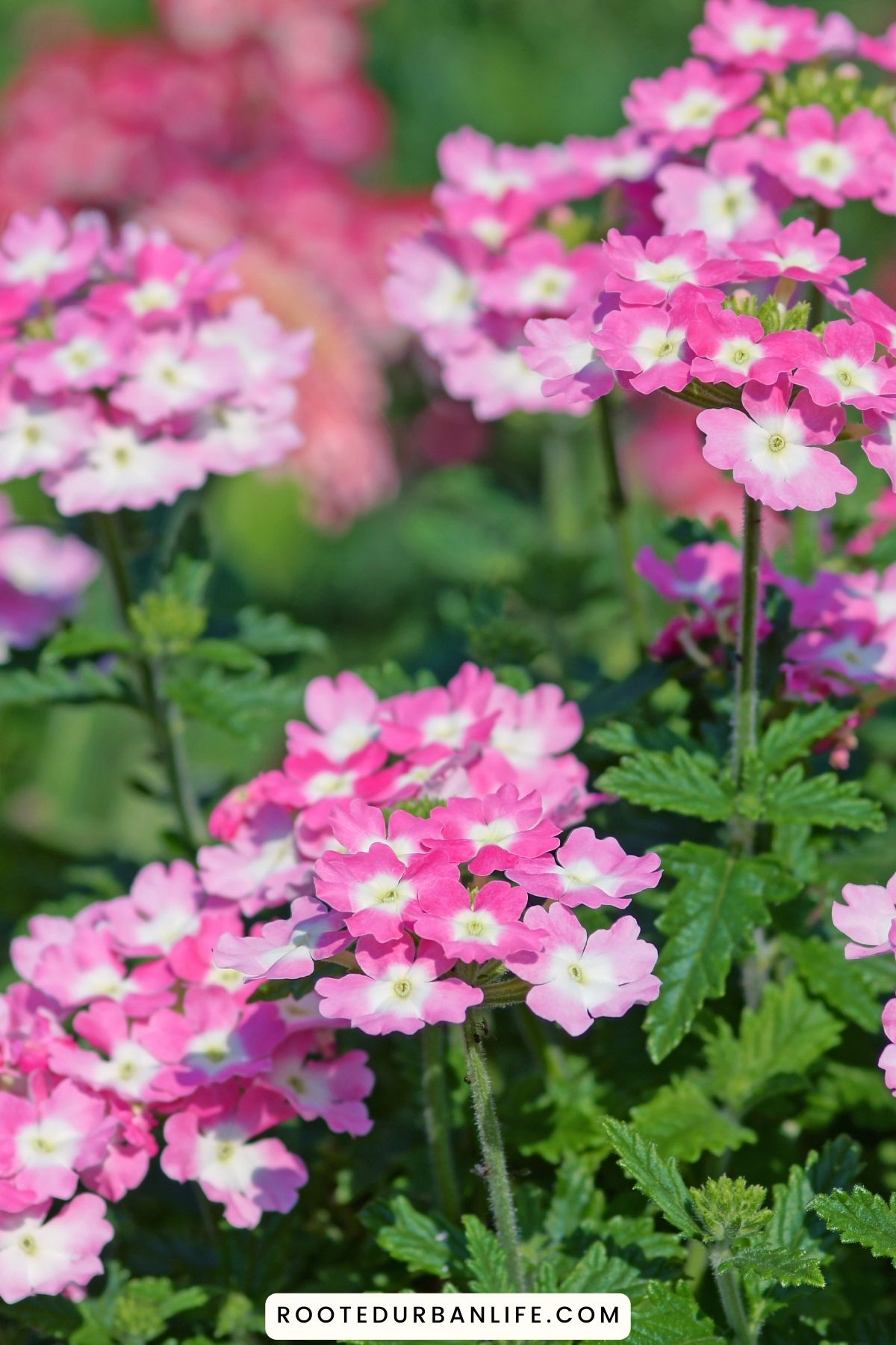 Pink verbena