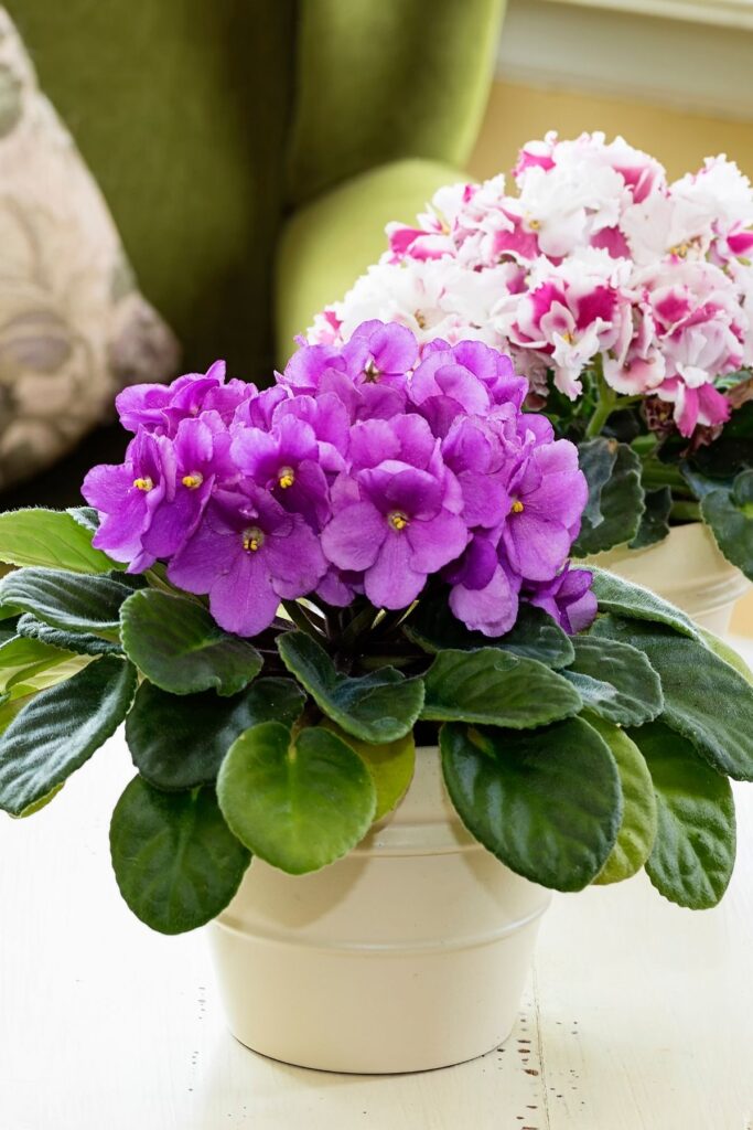 Potted purple violets