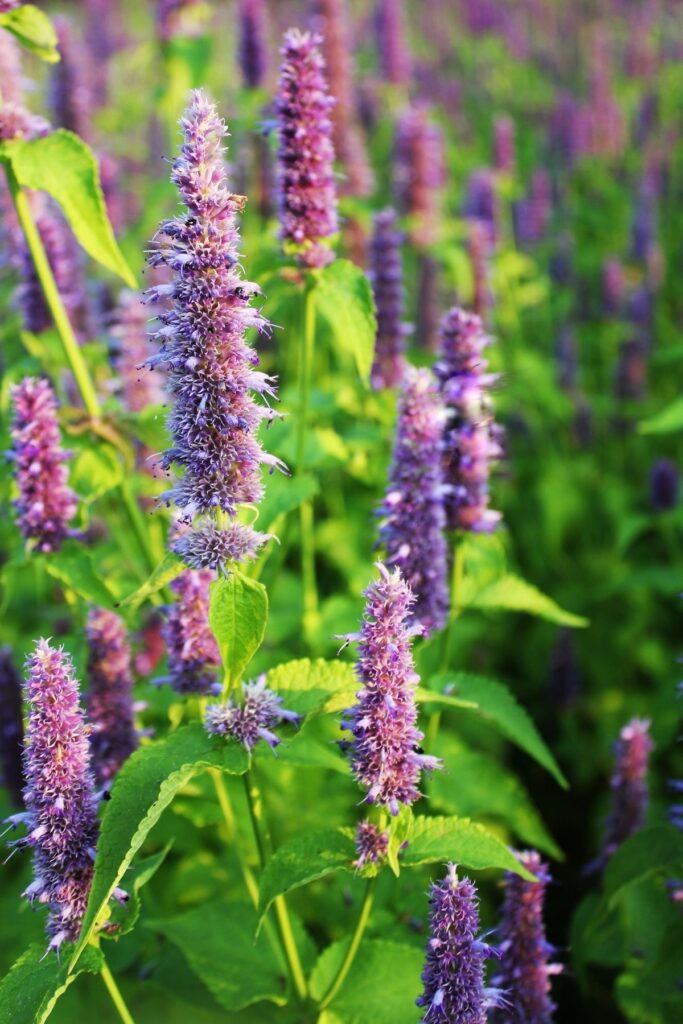 Anise Hyssop