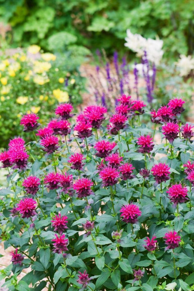 Bee balm