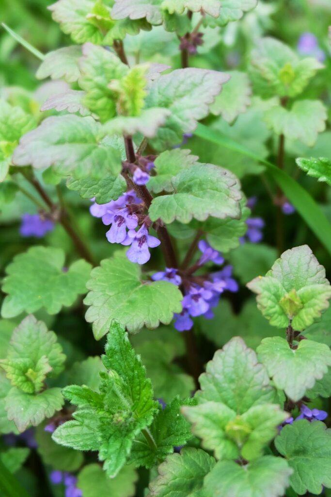 Catnip