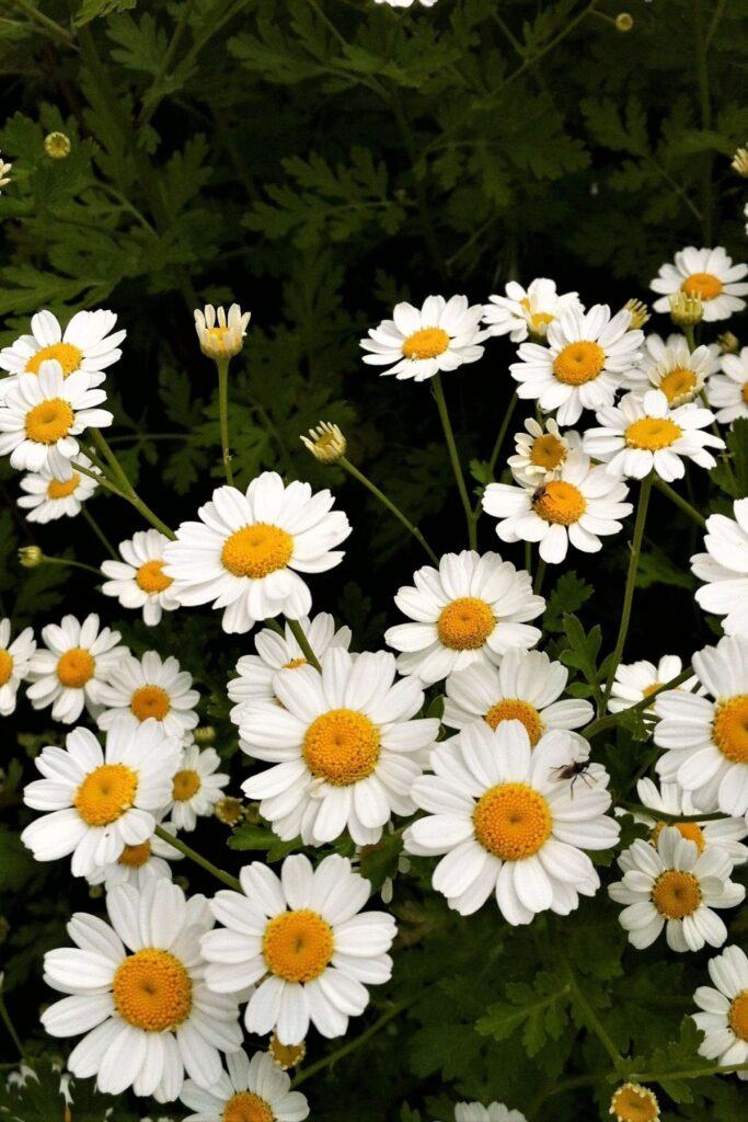 Chamomile