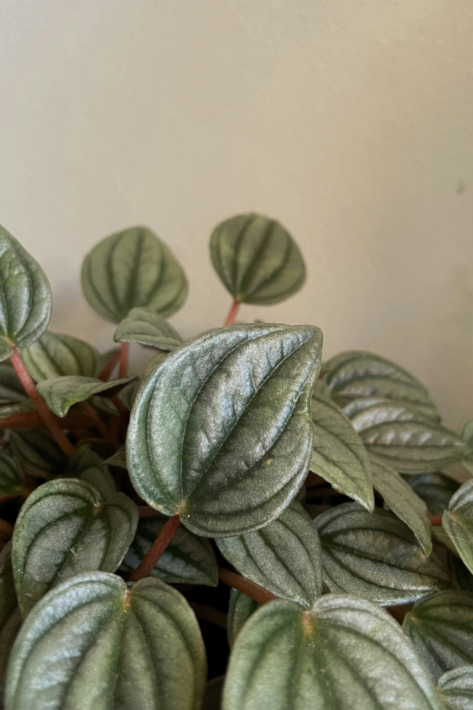 Peperomia