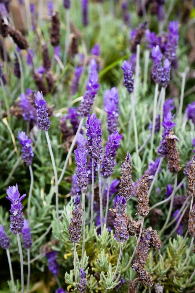Lavander