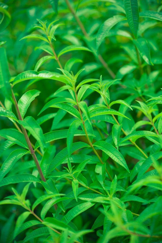 Lemon Verbena