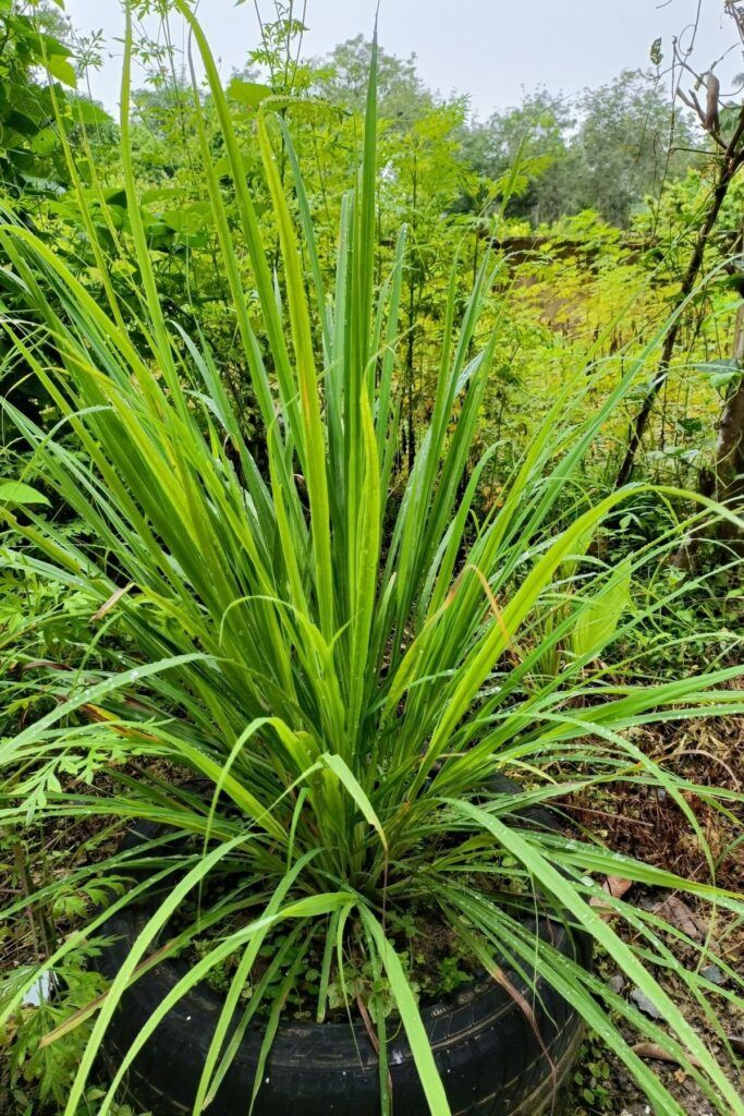 Lemongrass