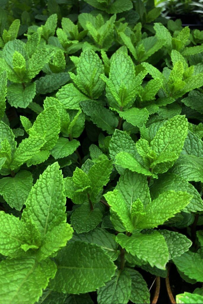 Peppermint