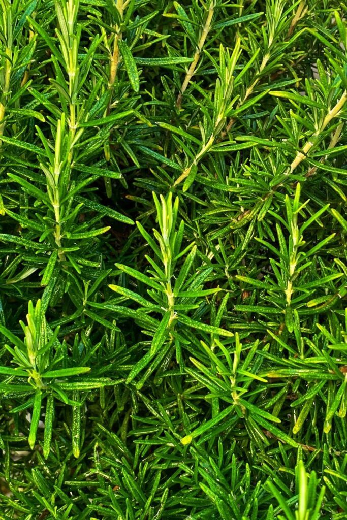 Rosemary