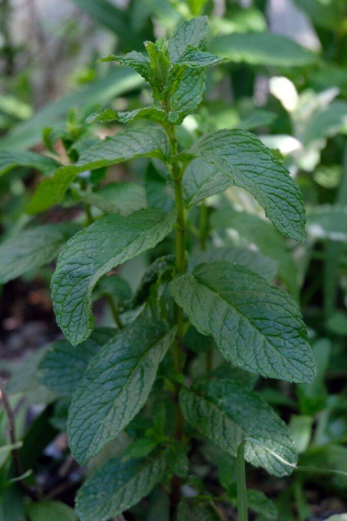 Spearmint