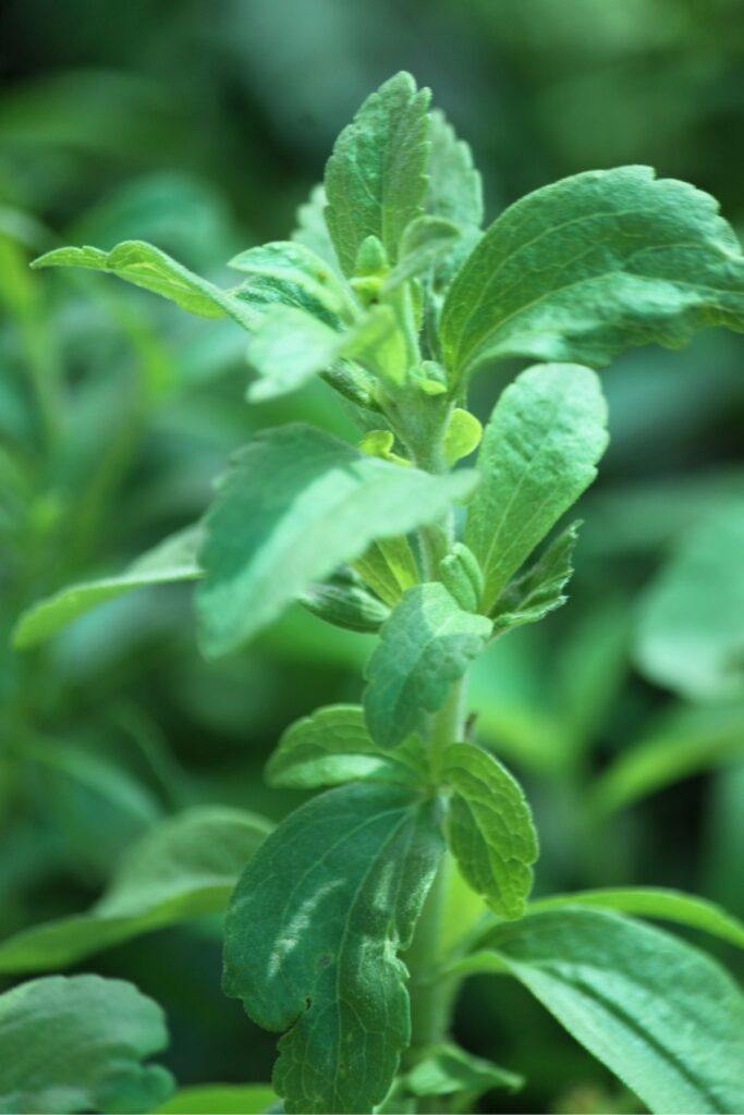 Stevia