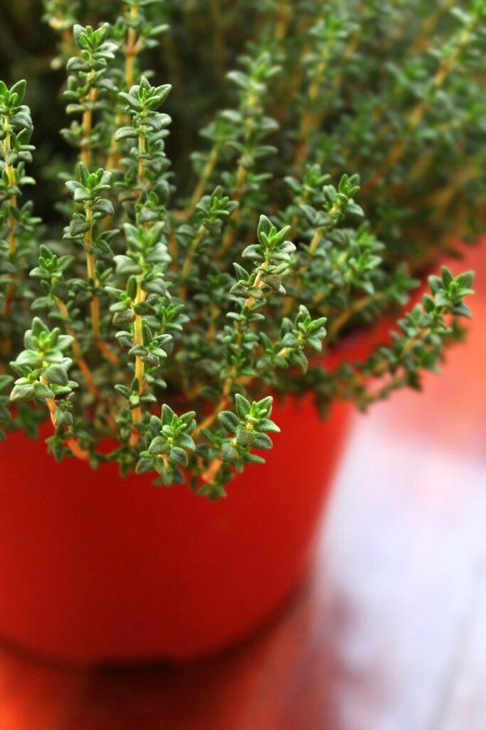 Thyme
