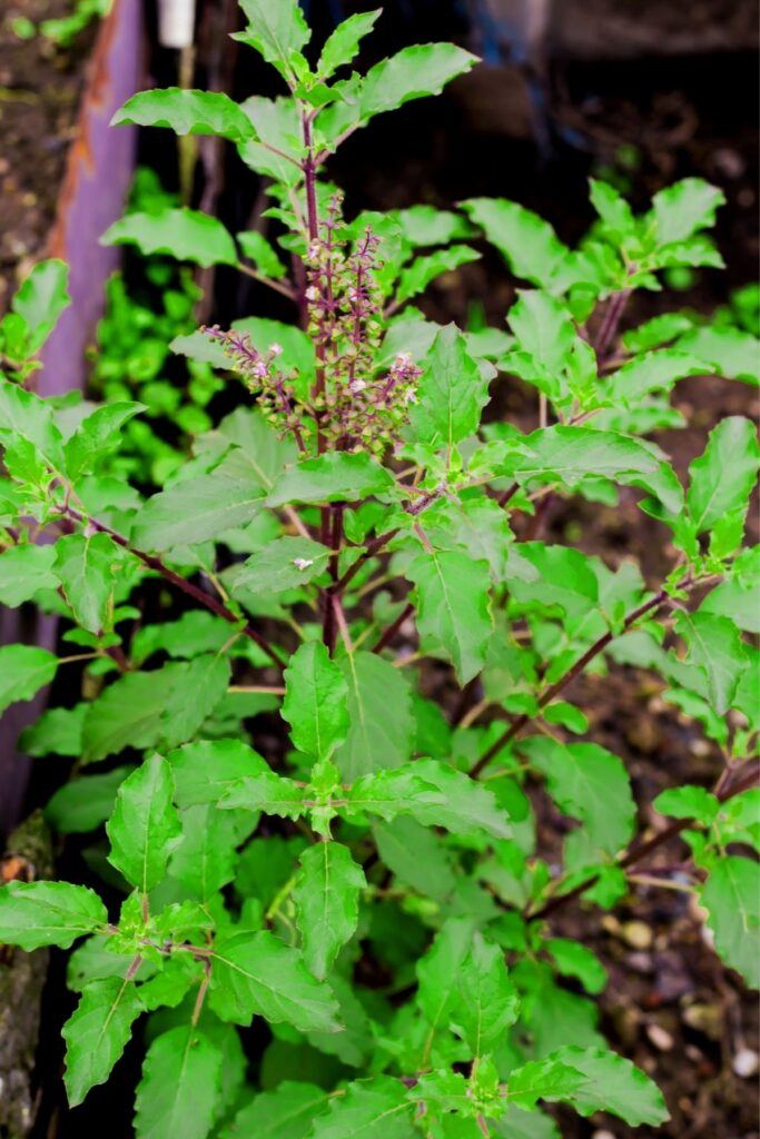 Tulsi